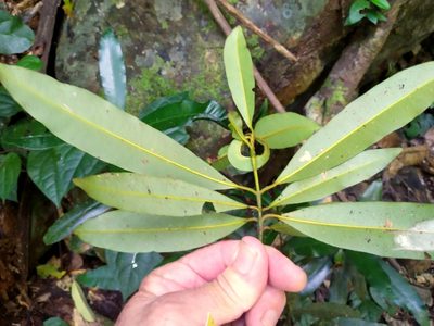 Calophyllum australianum, photographed by Steve Fitzgerald