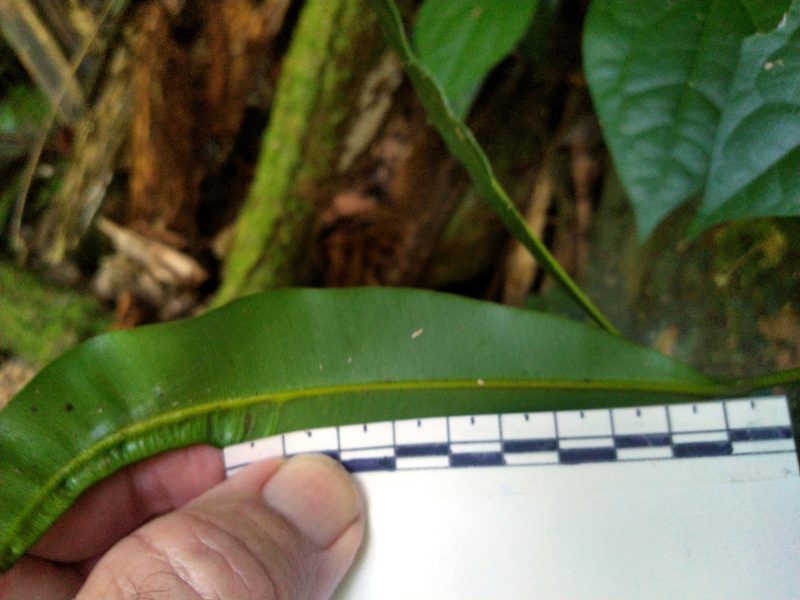 Calophyllum australianum, photographed by Steve Fitzgerald