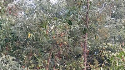 Araujia sericifera, photographed by Elizabete Marchante