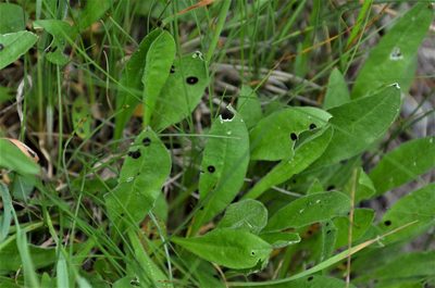Silene nutans, photographed by E. A.