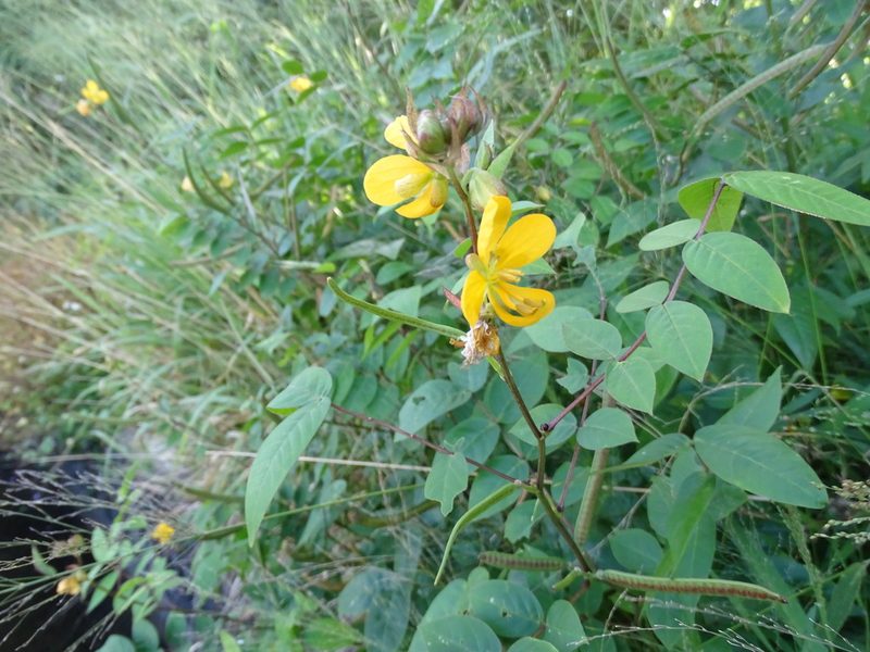 Senna occidentalis, photographed by 雲一百香果