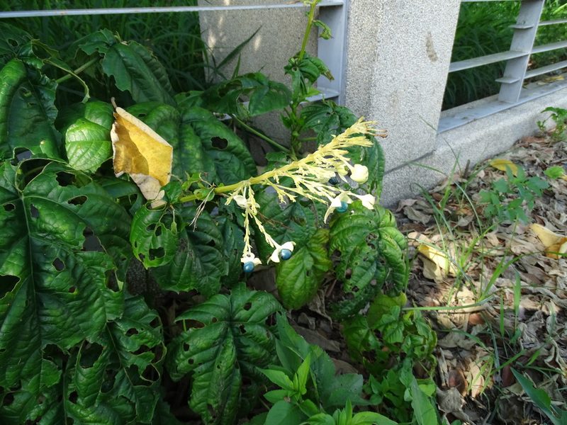 Clerodendrum japonicum, photographed by 雲一百香果