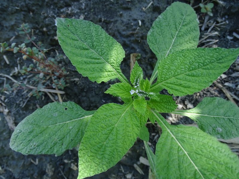 Heliotropium indicum, photographed by 雲一百香果
