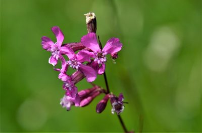 Viscaria vulgaris, photographed by E. A.