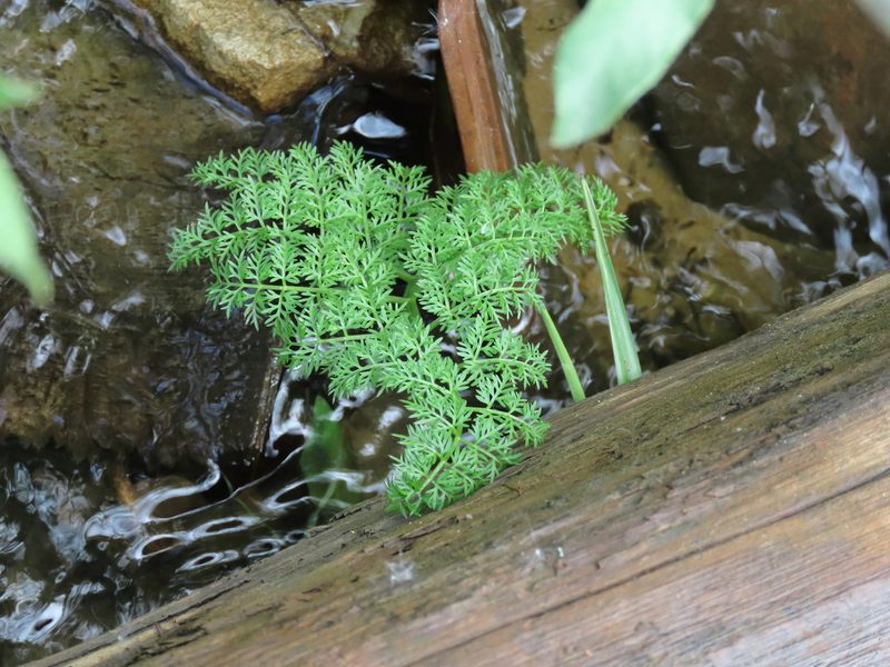 Oenanthe aquatica, photographed by Дмитрий Кошелев