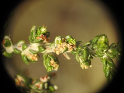Thymelaea hirsuta, photographed by Yves Bas