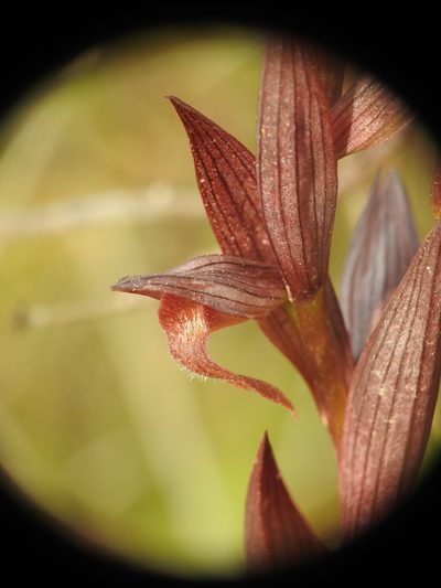 Serapias bergonii, photographed by Yves Bas