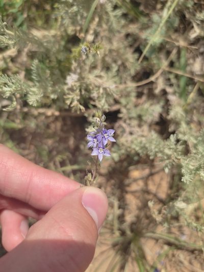 Veronica capsellicarpa, photographed by Дима Орлов