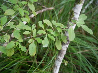 Coprosma foetidissima, photographed by Alice Shanks