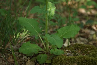 Verbascum blattaria, photographed by Sergey Cherkasov