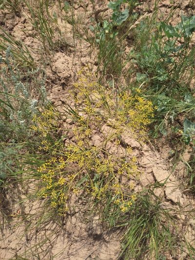 Ferula caspica, photographed by Дима Орлов