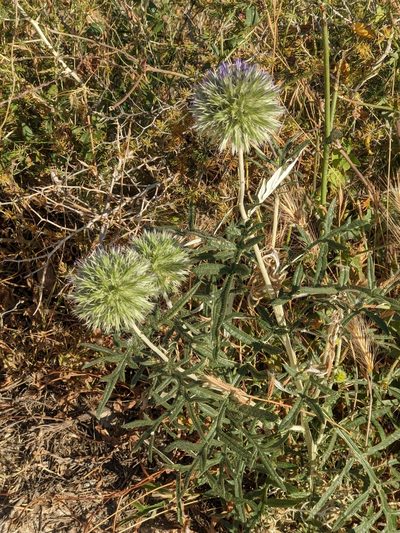 Echinops strigosus, photographed by Felicity Kreger