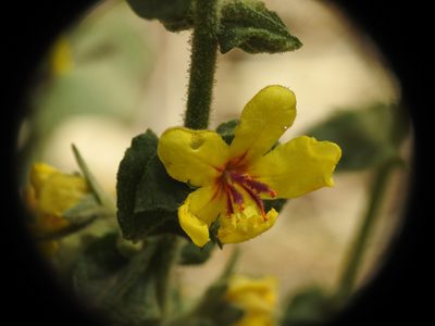 Verbascum sinuatum, photographed by Yves Bas