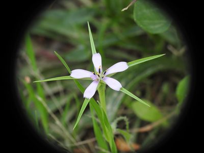 Geropogon hybridus, photographed by Yves Bas