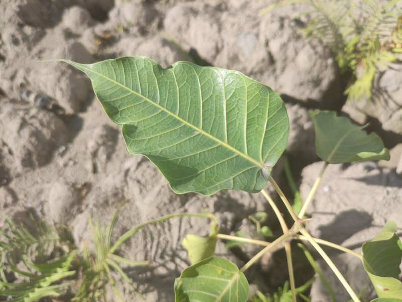 Ficus religiosa, photographed by Augustin Soulard