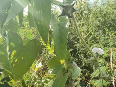Ipomoea eriocarpa, photographed by Augustin Soulard