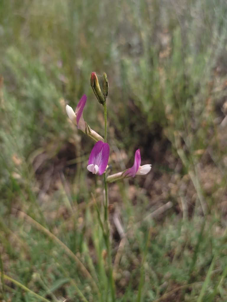 Astragalus macropus, photographed by Дима Орлов