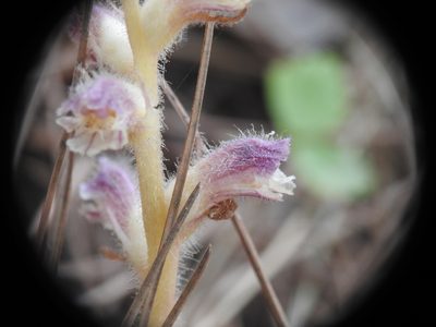 Orobanche pubescens, photographed by Yves Bas