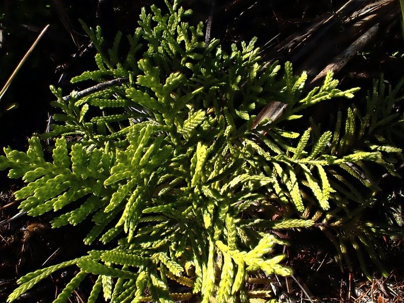 Libocedrus bidwillii, photographed by Duncan Cunningham