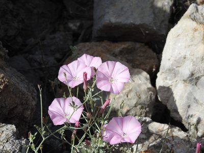 Convolvulus althaeoides, photographed by Yves Bas