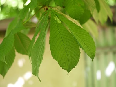 Aesculus hippocastanum, photographed by Alexis Tinker-Tsavalas