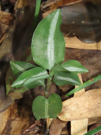 Zeuxine nervosa, photographed by chiuluan