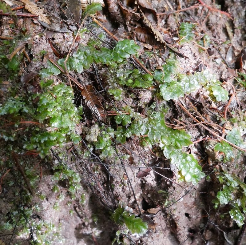 Treubia lacunosa, photographed by Alice Shanks