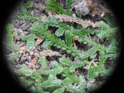 Selaginella denticulata, photographed by Yves Bas