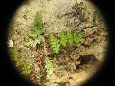 Aleuritopteris persica, photographed by Yves Bas