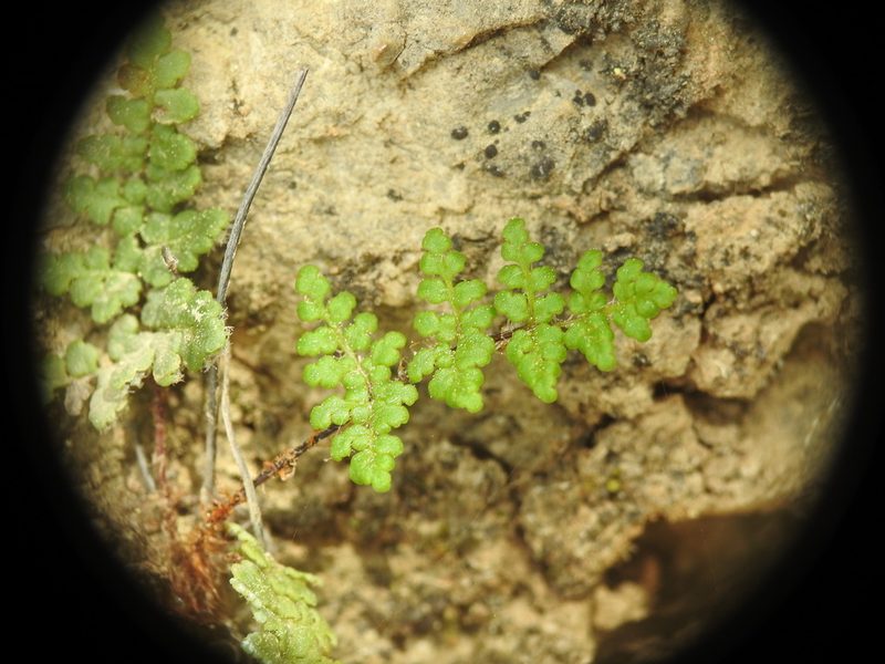 Aleuritopteris persica, photographed by Yves Bas