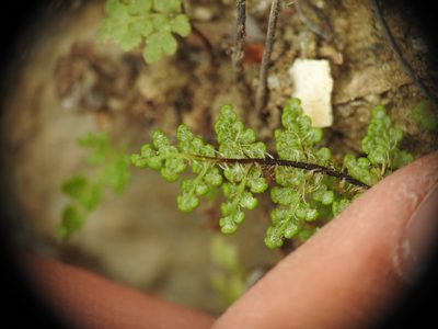 Aleuritopteris persica, photographed by Yves Bas