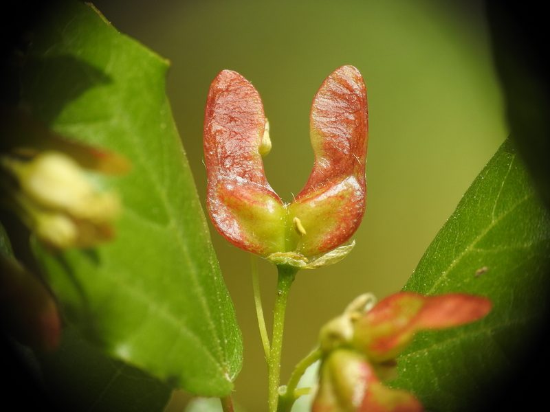 Acer sempervirens, photographed by Yves Bas