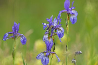 Iris sibirica, photographed by Christoph Moning