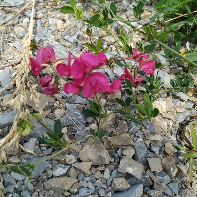 Lathyrus tuberosus, photographed by Angelika Baumann