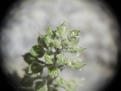 Alyssum simplex, photographed by Yves Bas