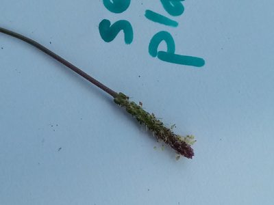 Plantago maritima, photographed by South West Scotland Environmental Information Centre