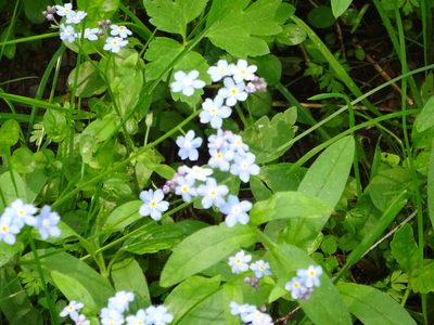 Myosotis sylvatica, photographed by Vadim Zizov