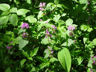 Lamium maculatum, photographed by Vadim Zizov
