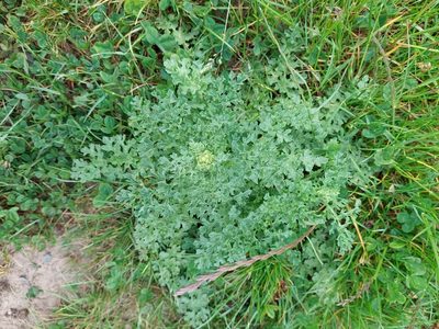 Jacobaea vulgaris, photographed by David Sankey