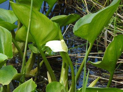 Calla palustris, photographed by Ксения Волянская