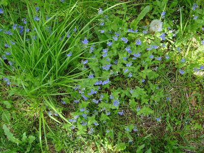 Viola nemoralis, photographed by Vadim Zizov