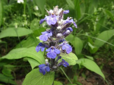 Ajuga reptans, photographed by snaily_naily