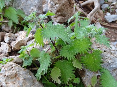 Urtica pilulifera, photographed by Grzegorz Grzejszczak