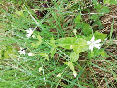 Stellaria bungeana, photographed by Marina Potapova