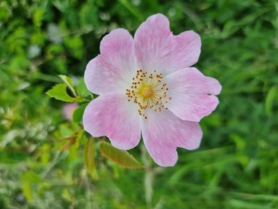 Rosa canina, photographed by Milan Keršláger