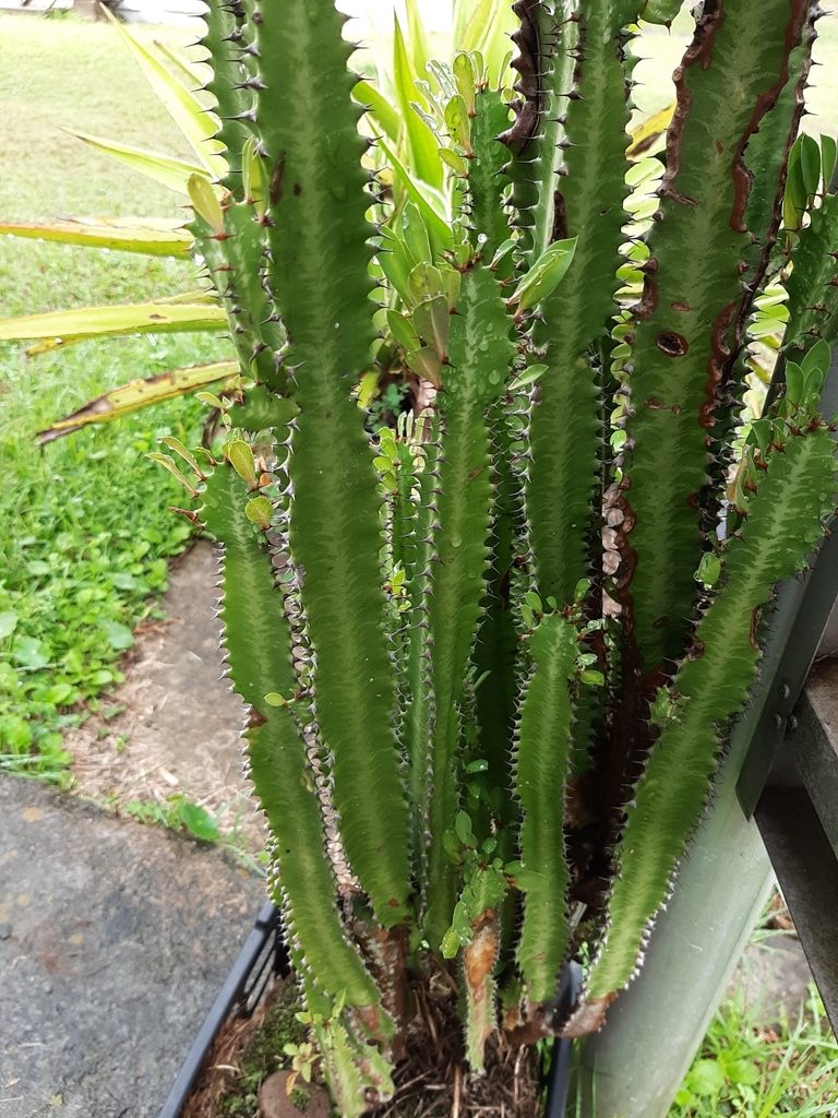 Euphorbia trigona, photographed by Yoannis Domínguez
