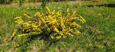 Chamaecytisus ruthenicus, photographed by Алексей Ябс