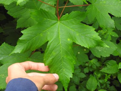 Acer pseudoplatanus, photographed by Yann Kemper