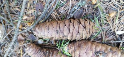 Picea obovata, photographed by Алексей Ябс