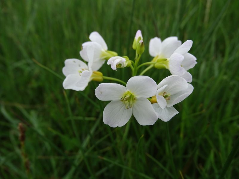 Cardamine pratensis, photographed by Zeke Marshall